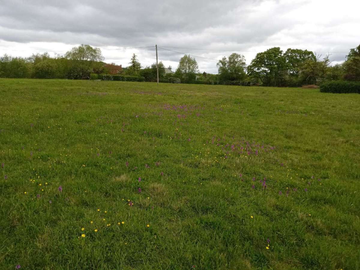 wide landscape shot of Monkwood Green Common with buttercups and orchids